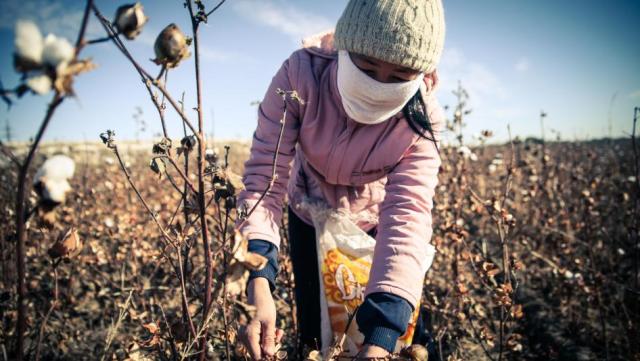 forced cotton harvesting in Uzbekistan - photo_HRW